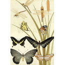 РЕПРОДУКЦИИ НА КАРТИНИ Пеперуди (1901)